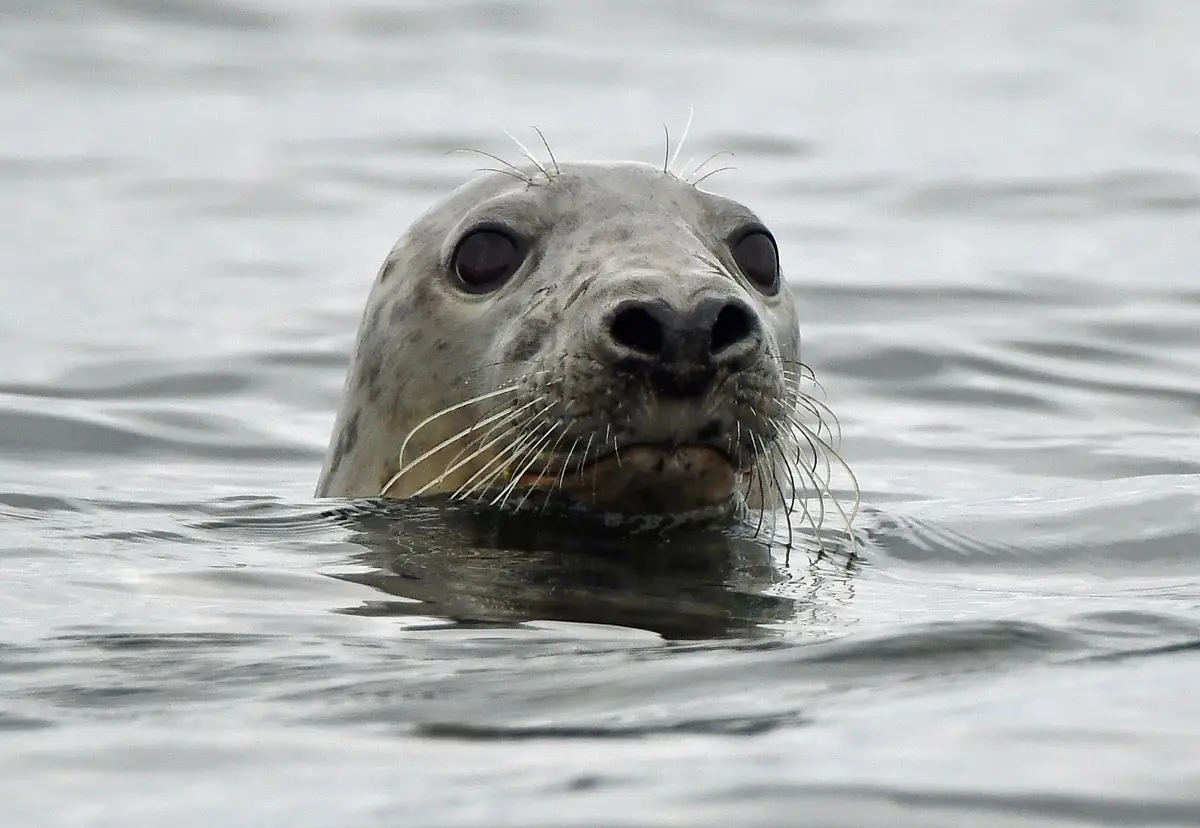 A close-up photo of a grey seal's head emerging from rippling water, its large dark eyes and whiskers visible. The image has…