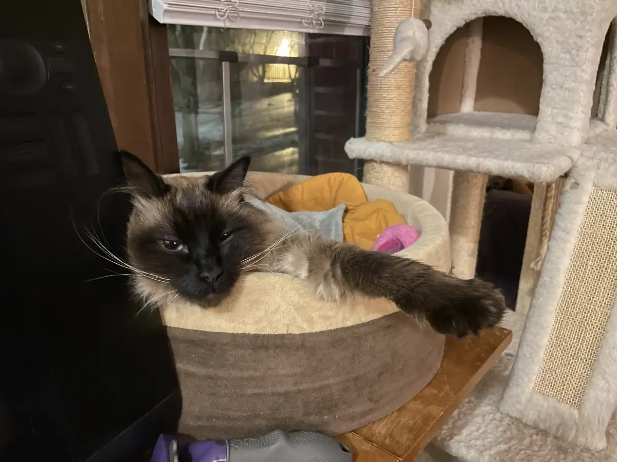 A siamese cat with dark face and paws lounges in a beige and brown pet bed, one paw extended, looking sleepy and unbothered…