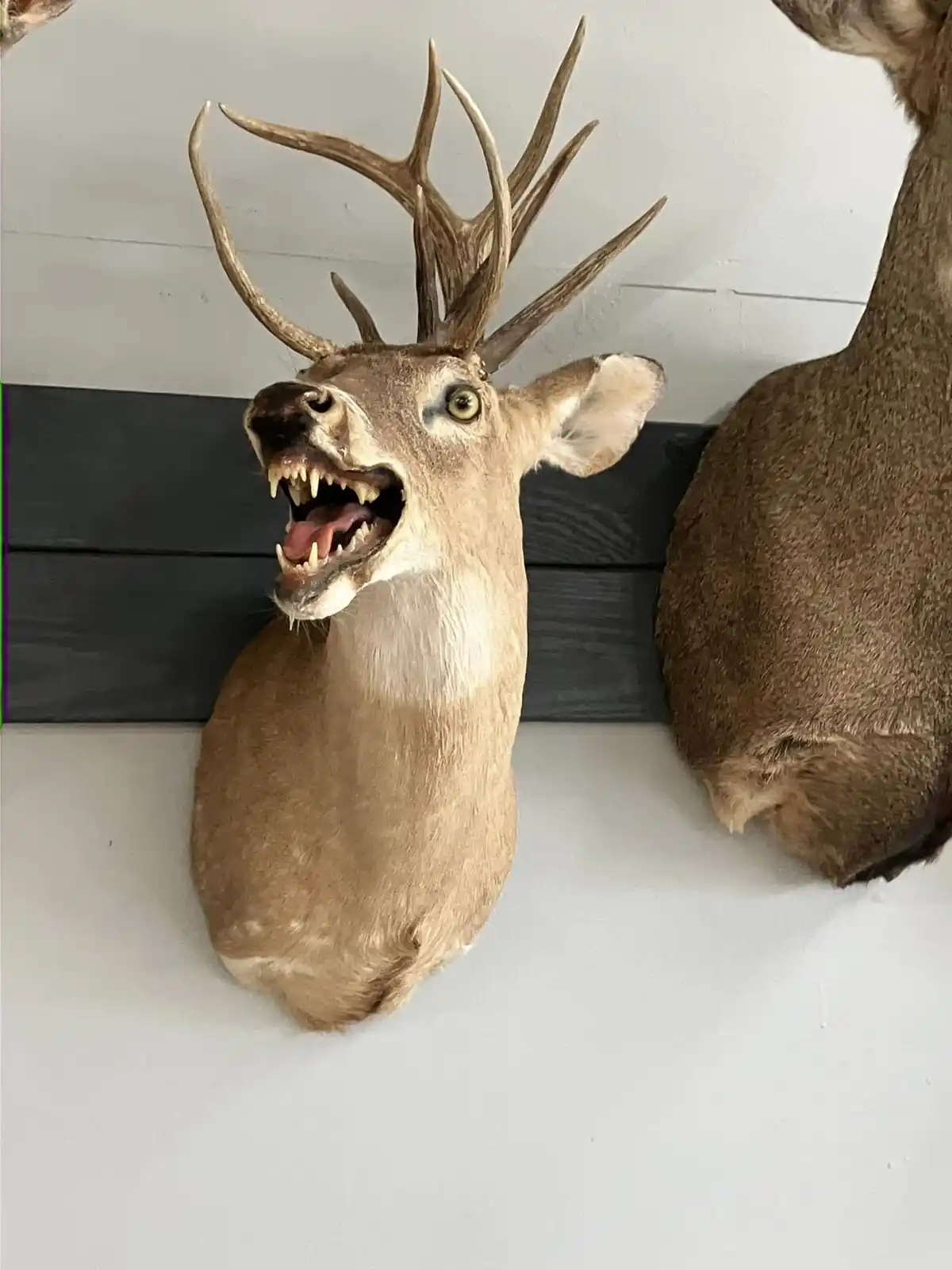 A taxidermied deer head mount with large antlers is mounted on a wall, its mouth unnaturally wide open showing teeth and…