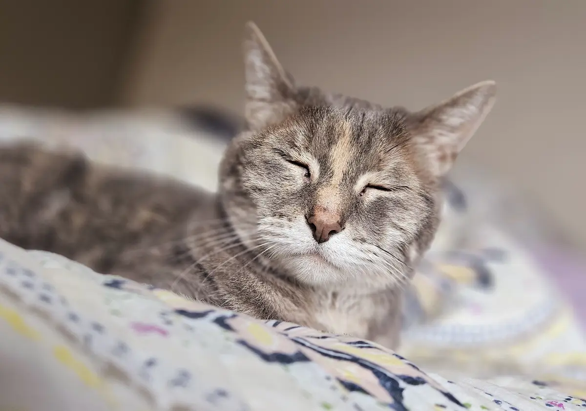 Allow me to introduce my cat, Misha.