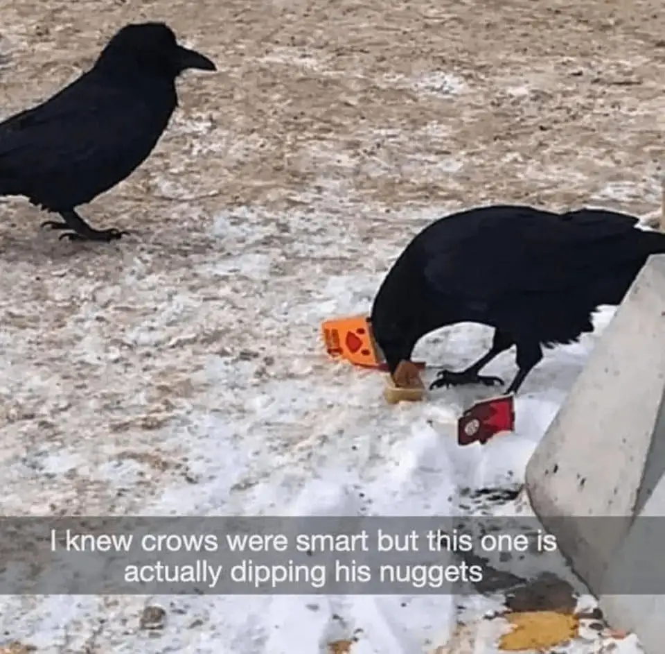 Two black crows stand on snowy ground; one is leaning over, dipping a fast-food chicken nugget into a discarded orange sauce…