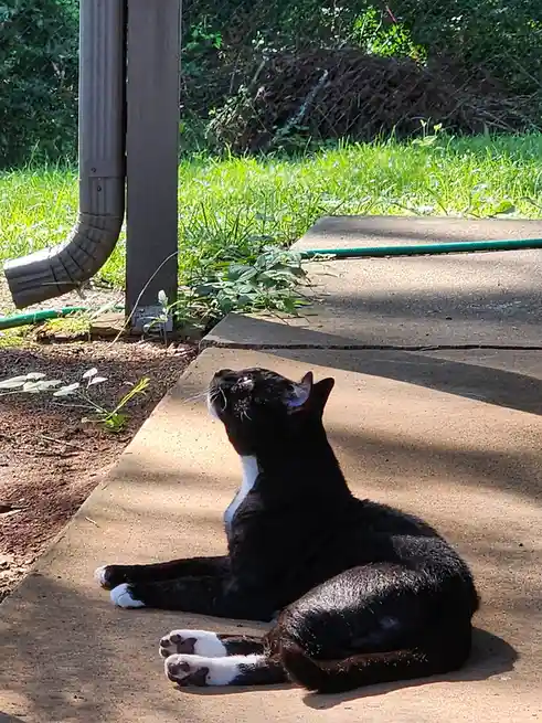A black and white cat is lounging on a concrete patio, looking upward with a relaxed posture. The background shows green…