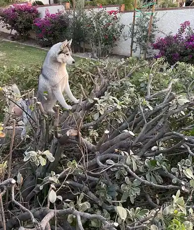 A husky dog is perched atop a tangled, pruned bush in a garden, looking alert and proud. The background shows a white wall…