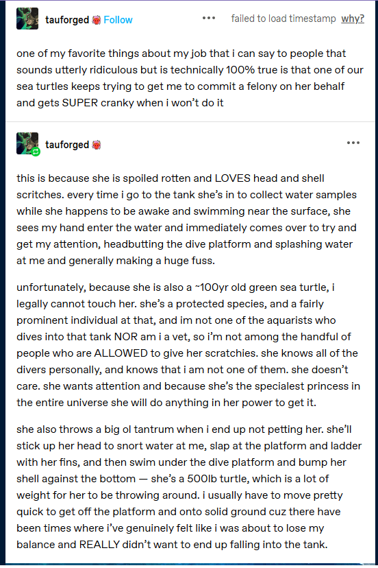 The image shows a social media post by 'tauforged' describing a 500lb, 100-year-old green sea turtle who persistently tries…
