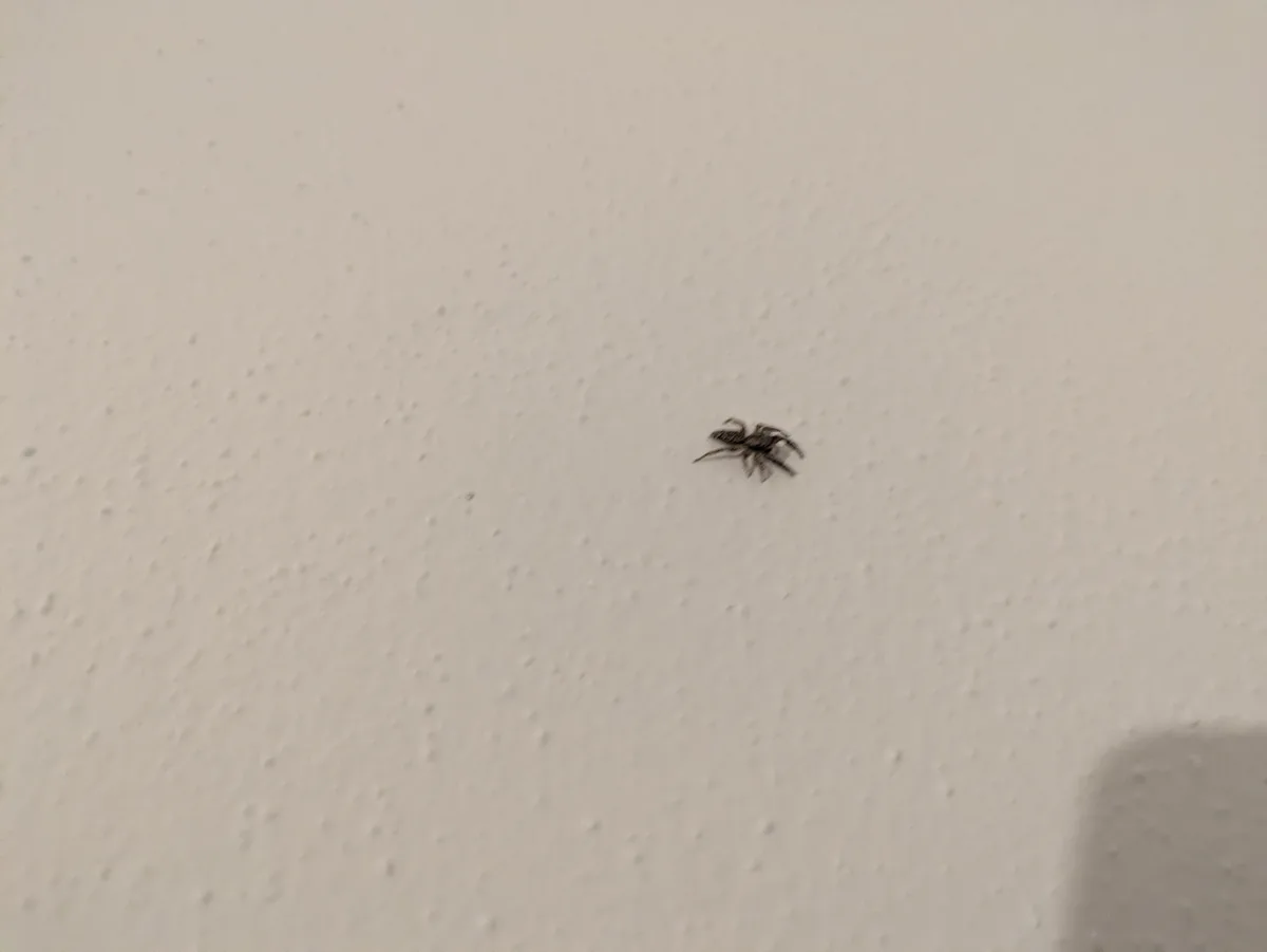 A small black and white spider is visible on a textured white wall, with a shadow of a phone in the bottom right corner. The…