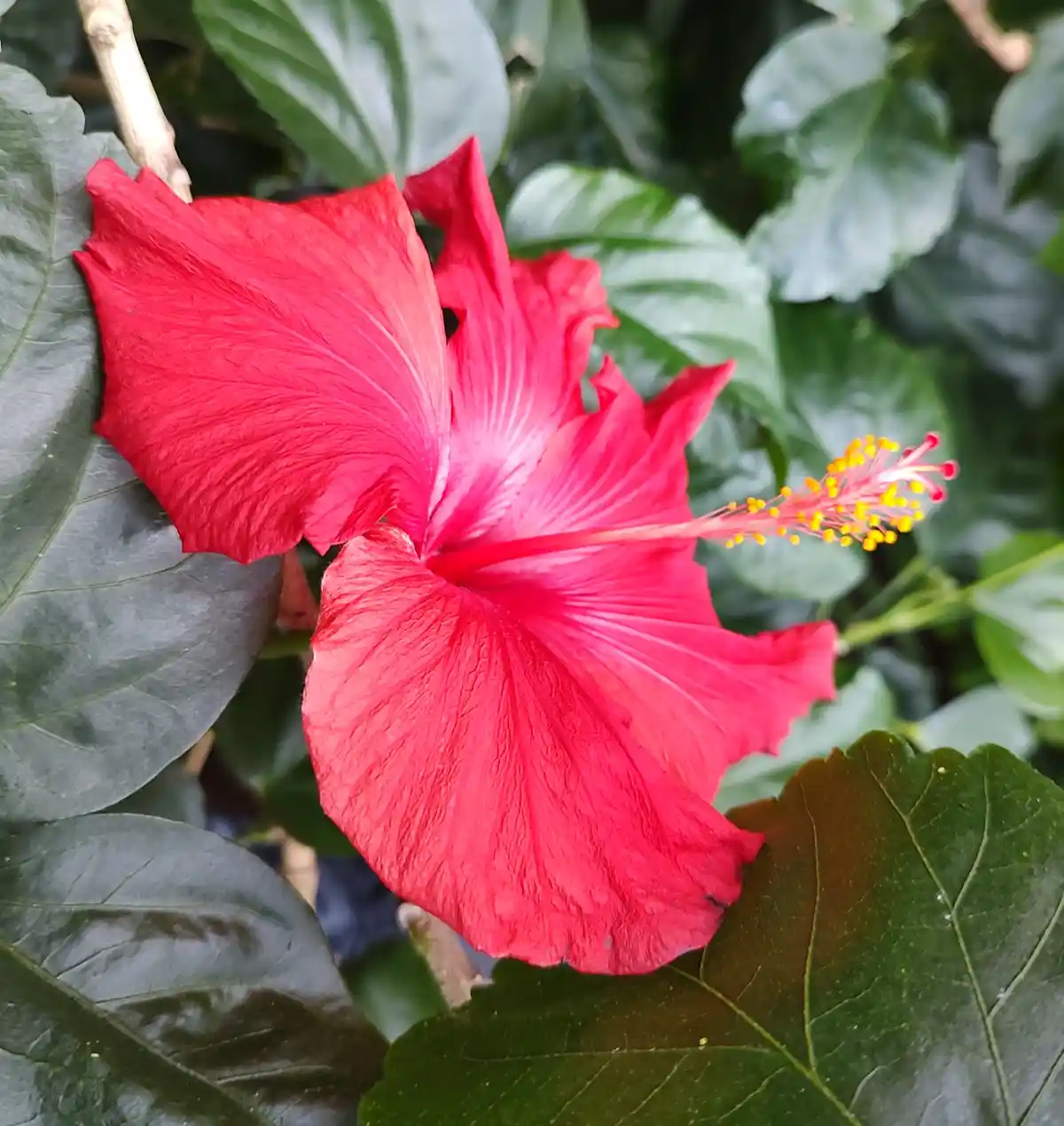 A close-up photograph of a vibrant red hibiscus flower with prominent yellow stamens, surrounded by large, dark green…
