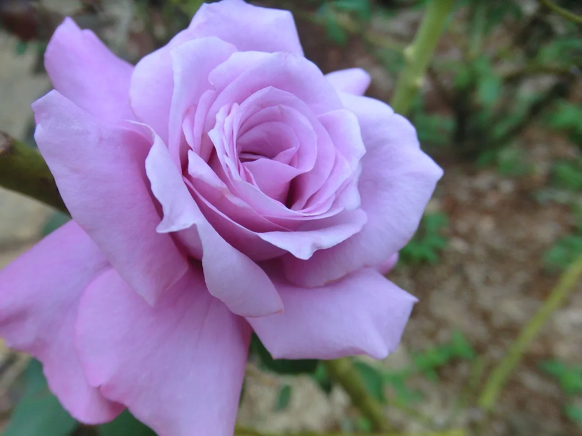 A close-up photograph of a fully bloomed, light purple rose with layered petals, set against a blurred background of green…