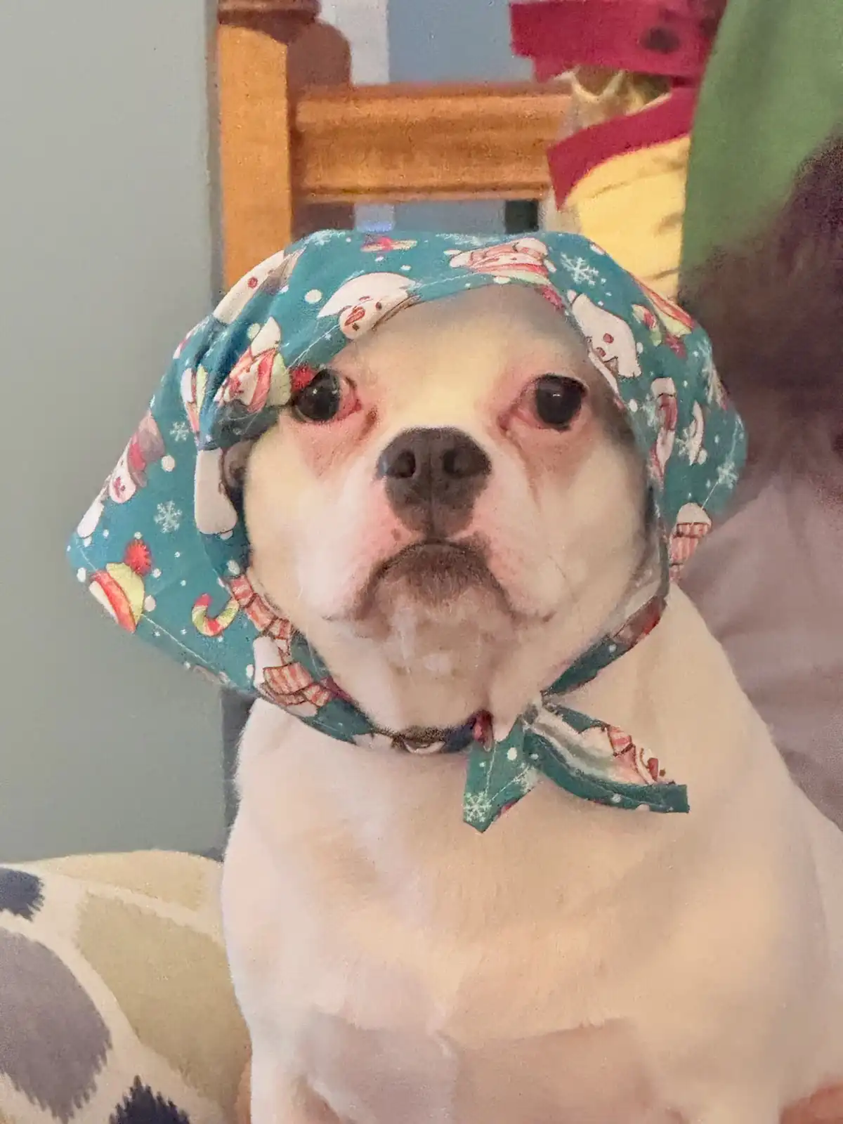 A white bulldog with a sad, unimpressed expression wears a festive blue bandana decorated with snowmen, candy canes, and…