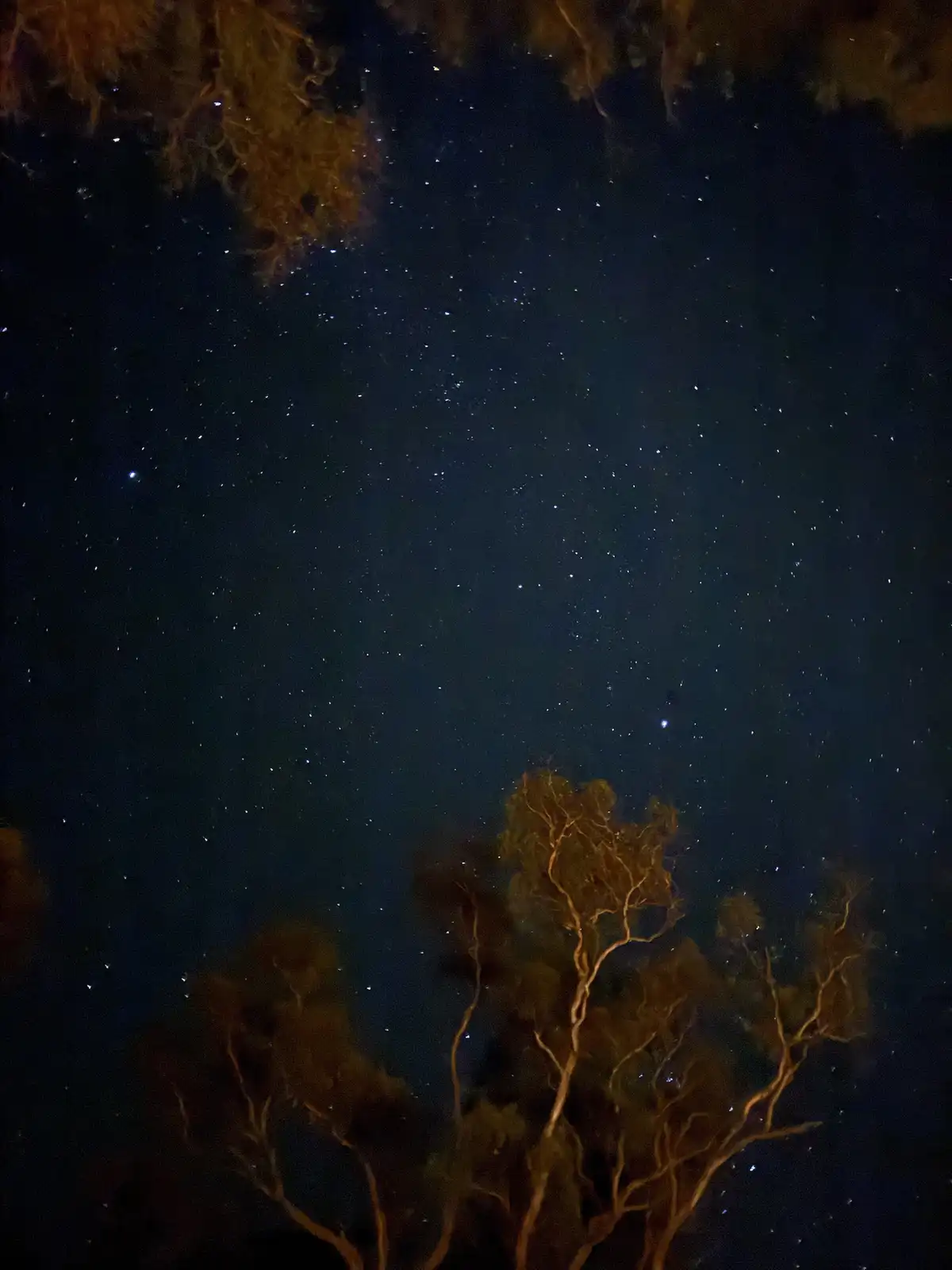 A night sky filled with stars, framed by the silhouettes of trees with visible branches and leaves, with the overlaid text…