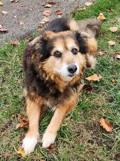 A fluffy, tri-color dog with brown, black, and tan fur lies on green grass scattered with fallen autumn leaves, looking…
