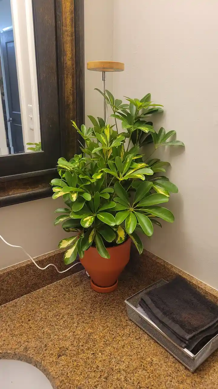A potted plant with green and yellow variegated leaves sits on a speckled brown countertop next to a mirror and a metal…