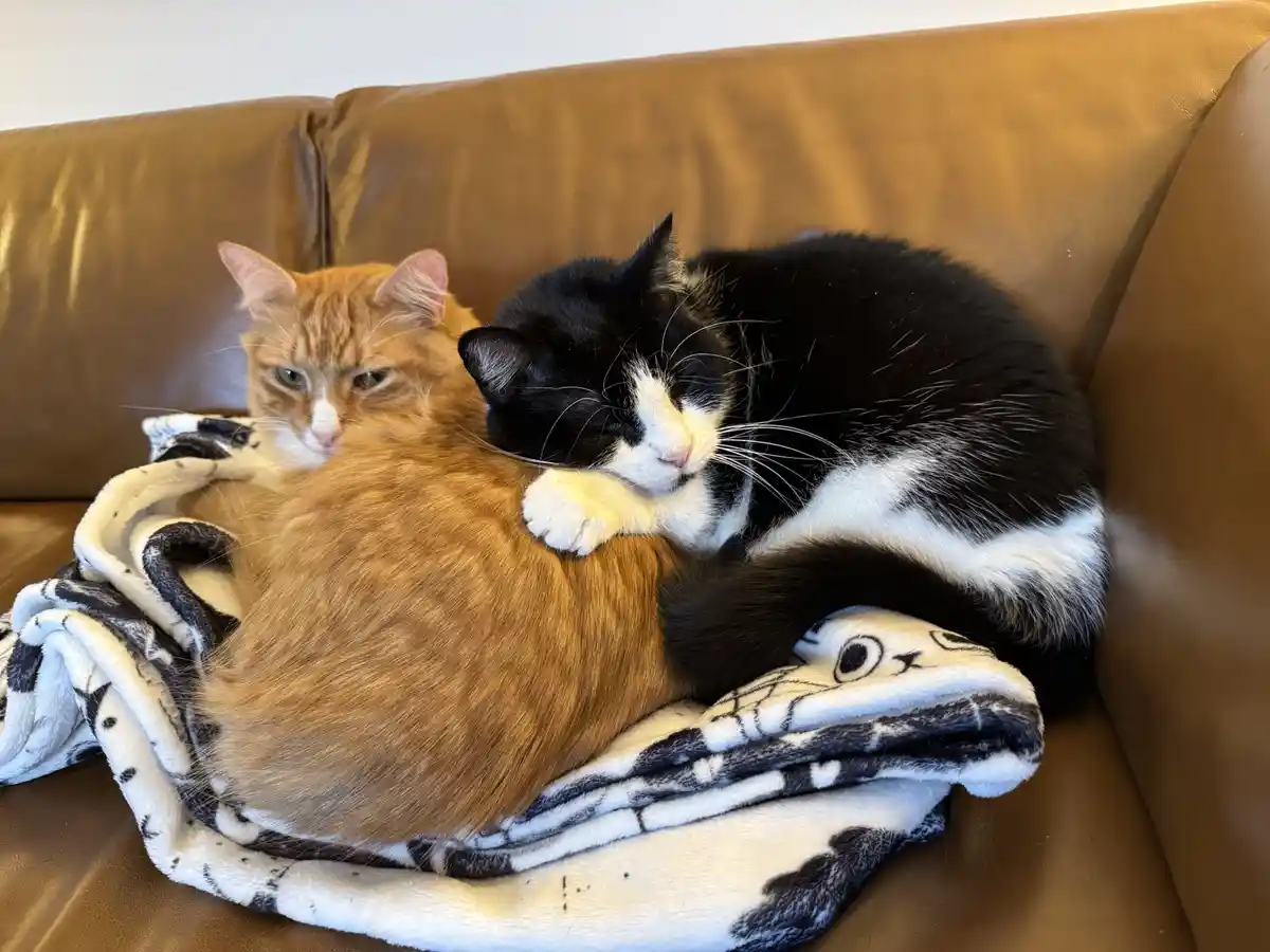 Two cats are on a brown leather couch, one orange cat looks annoyed while a black and white cat sleeps curled up on its…