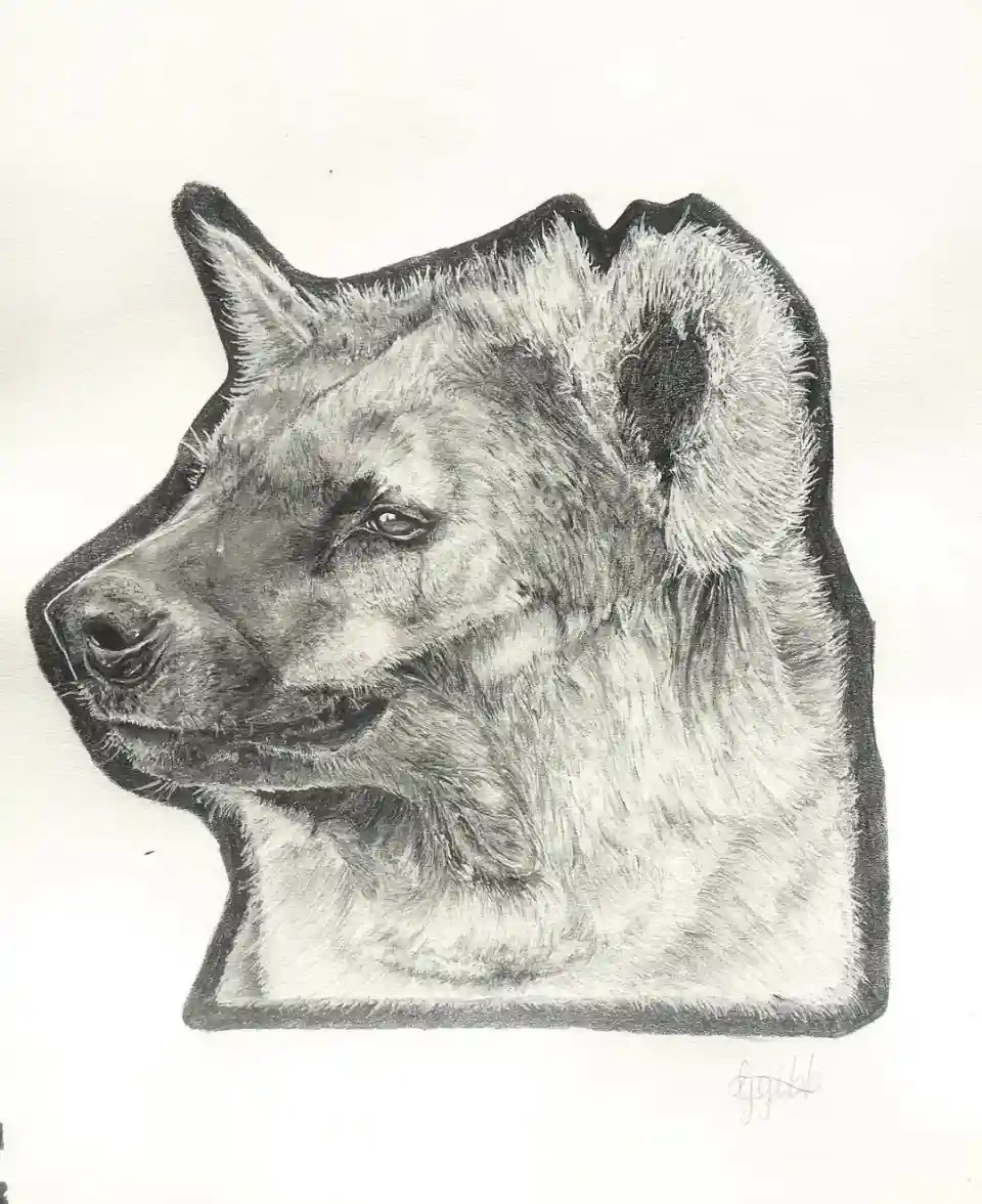 A detailed pencil sketch of a hyena's head in profile, showing its distinctive facial features and fur texture, with the…