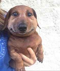 A small brown dachshund puppy is being held in someone's arms, looking directly at the camera with wide, innocent eyes. The…