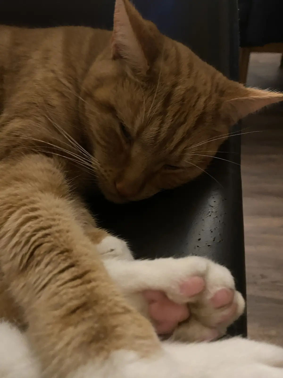 A ginger tabby cat with white paws is curled up and sleeping soundly on a dark surface, its head resting near its front paw…