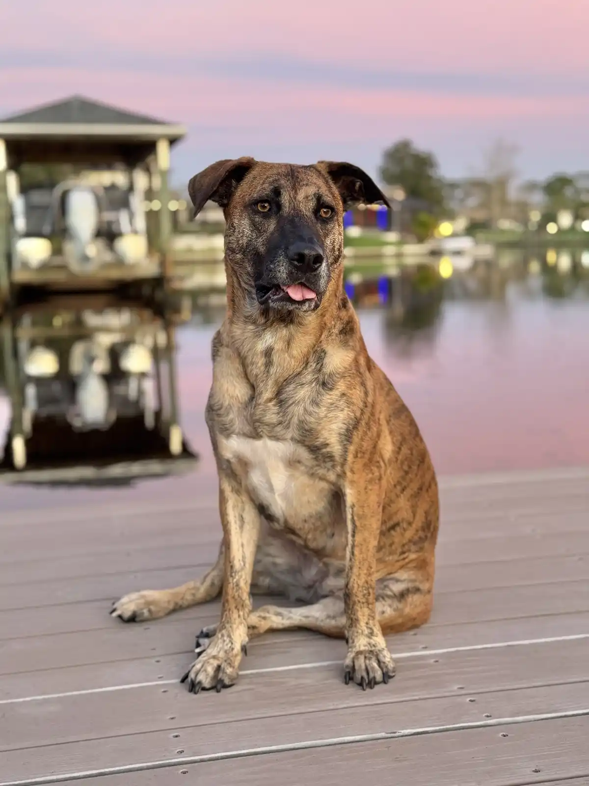 A brindle-coated dog with a black muzzle sits attentively on a wooden dock at dusk, its tongue slightly out, looking…