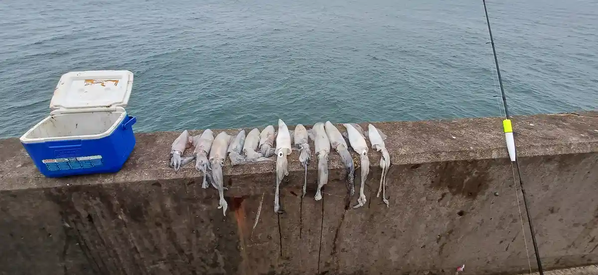 A row of freshly caught squids lies on a concrete pier ledge next to a blue Coleman cooler and a fishing rod with a float…