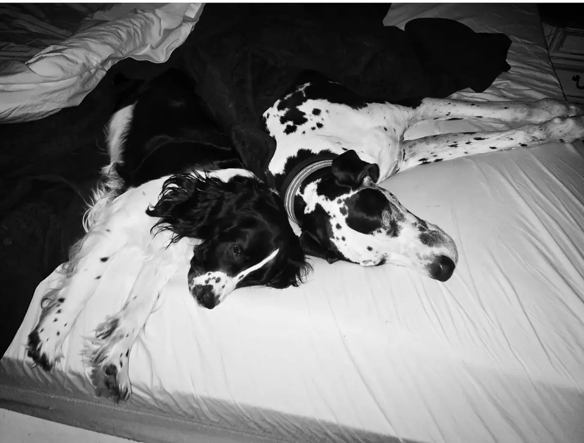A black-and-white photo shows two spotted dogs lying side-by-side on a bed, appearing to be asleep or resting. One dog has…
