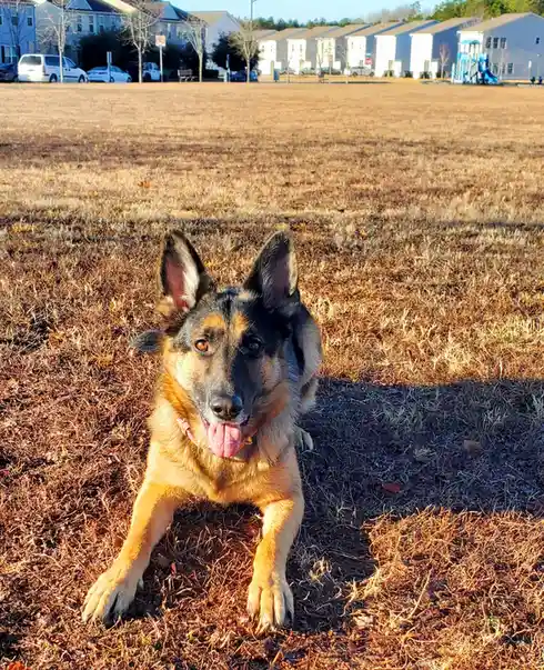 A refreshing start to the day with a game of fetch