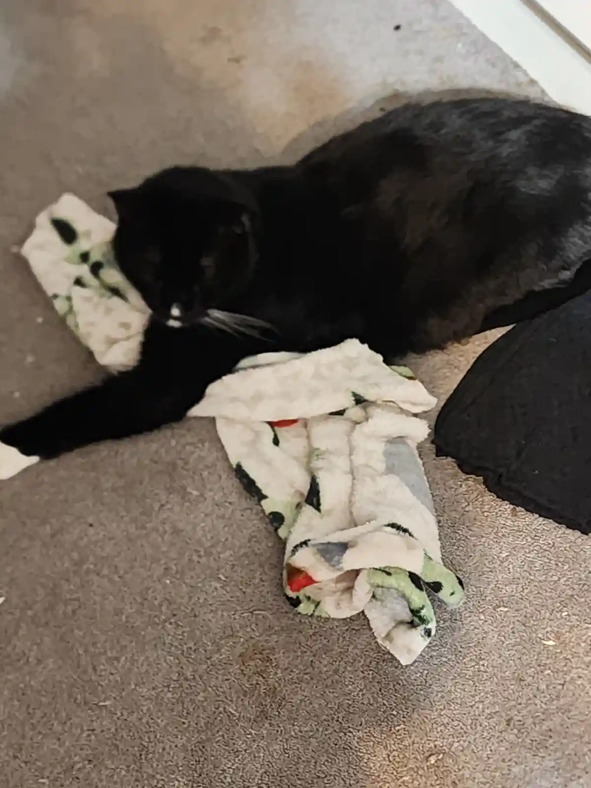 A black cat with a white-tipped paw is lying on a beige carpet, partially draped over a crumpled, patterned fleece blanket…