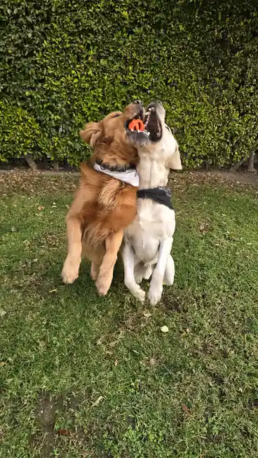 Two dogs, a golden retriever and a light-colored Labrador, are jumping in the air with their mouths open, both trying to…