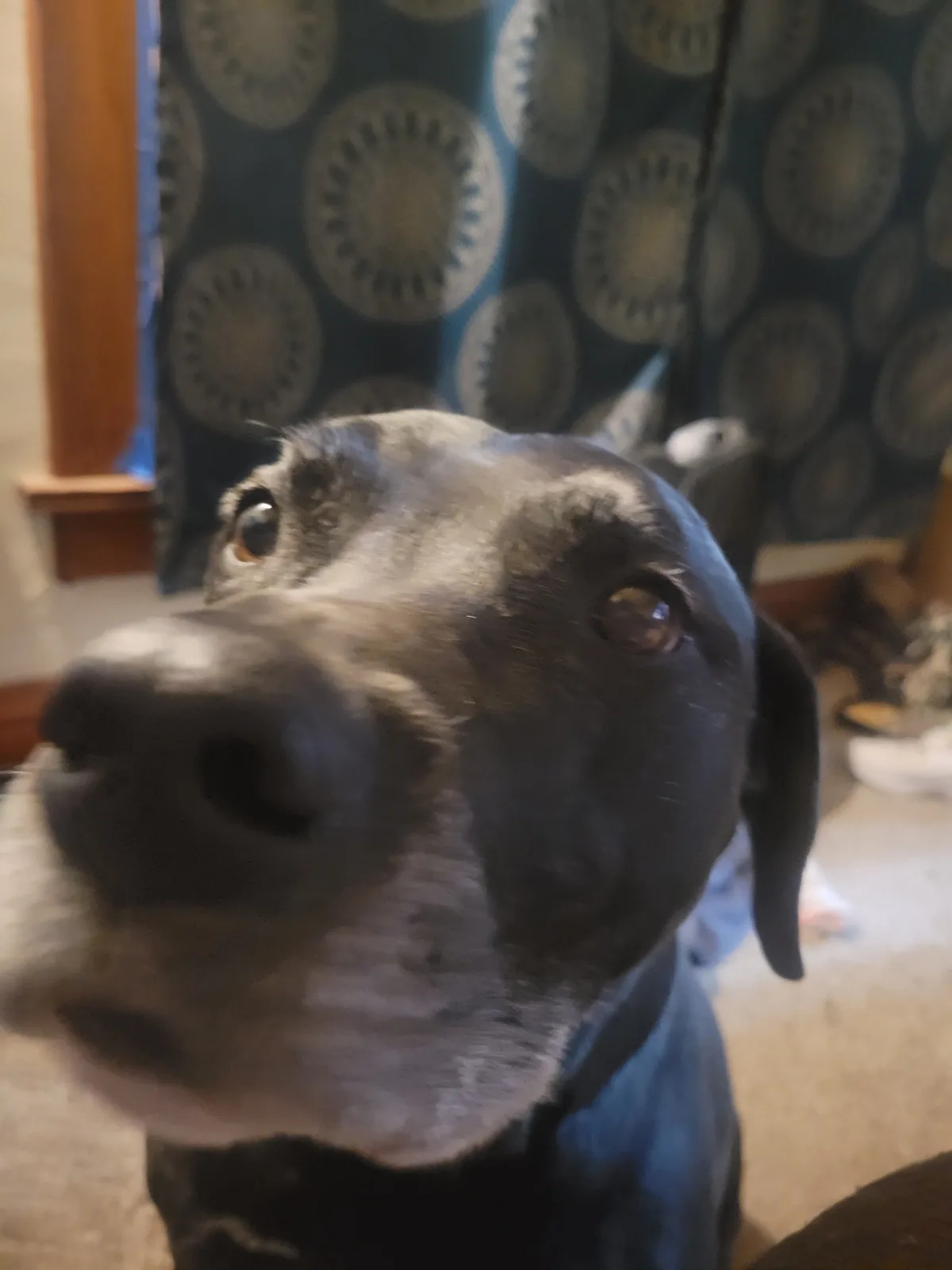 A close-up photo of a black dog looking up at the camera with its nose very close to the lens, creating a blurry foreground…