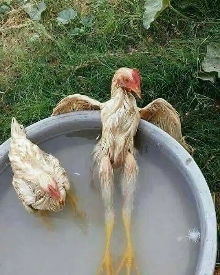 Two chickens are in a metal tub of water; one is upright with wings spread, looking exhausted, while the other is submerged…