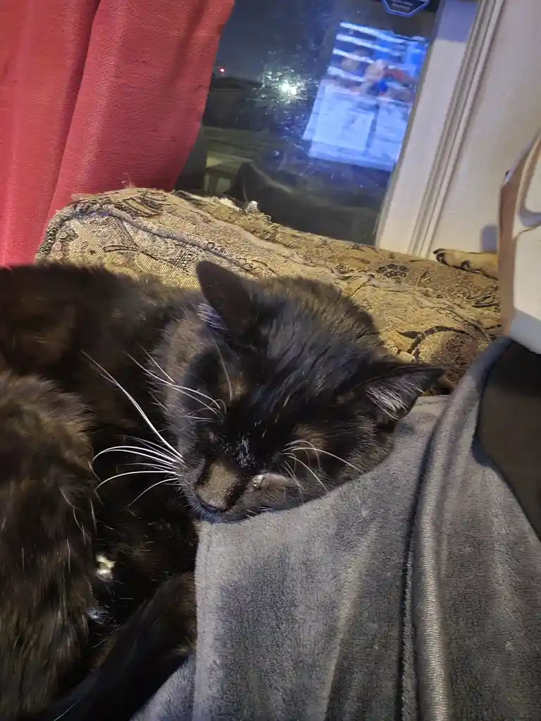 A black cat with long white whiskers is curled up and sleeping soundly on a grey blanket, positioned near a window with a…