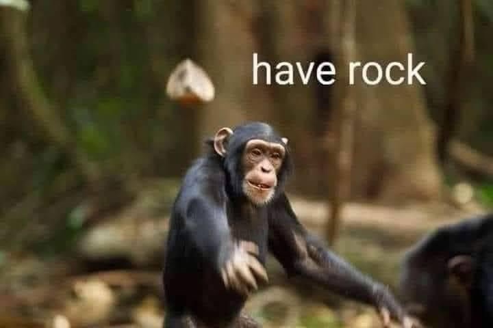 A chimpanzee in a forest setting is shown mid-motion, appearing to throw a rock that is visible in mid-air above its head…