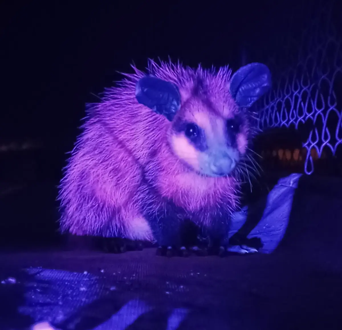 A small, furry possum is illuminated by a purple light, making its fur glow vividly against a dark background with a…