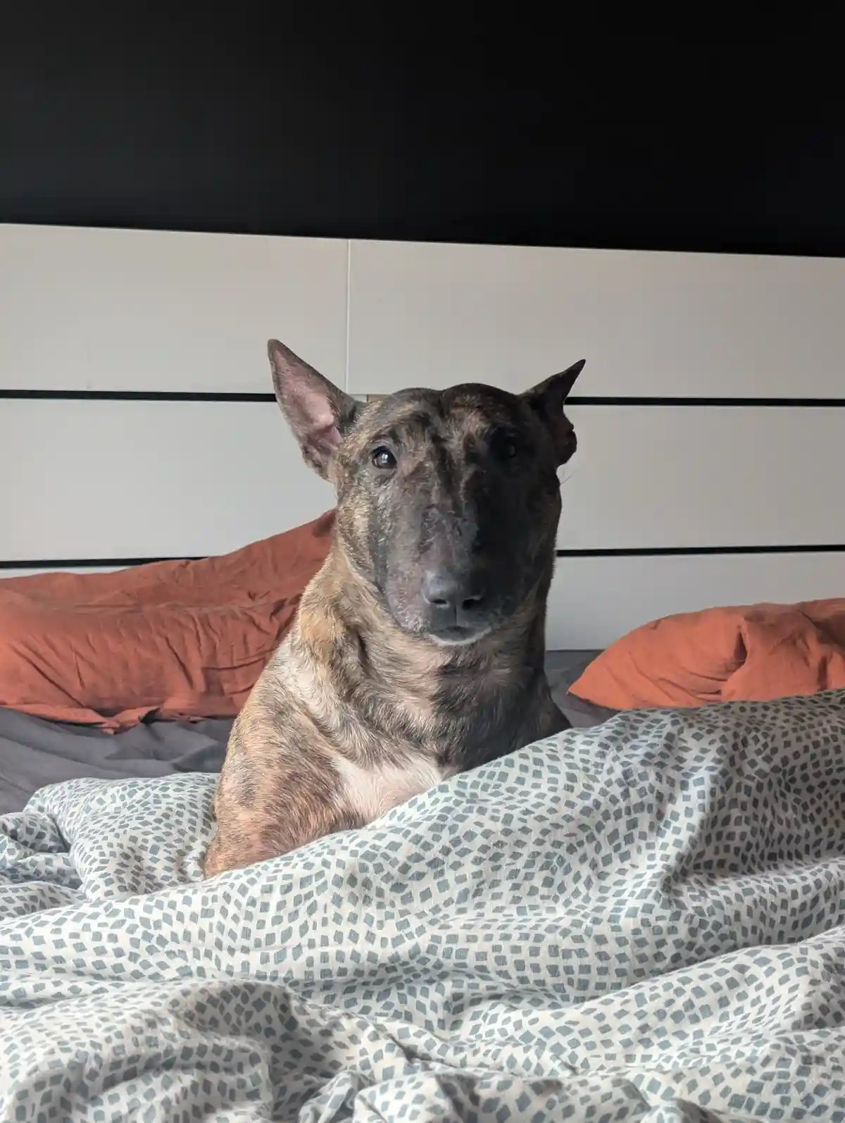 A brindle-coated dog with pointed ears sits upright on a bed covered with a grey and white patterned duvet, looking directly…
