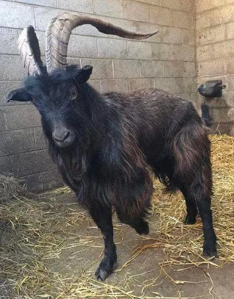 A black goat with long, curved horns and shaggy fur stands in a barn with straw on the floor, looking directly at the…