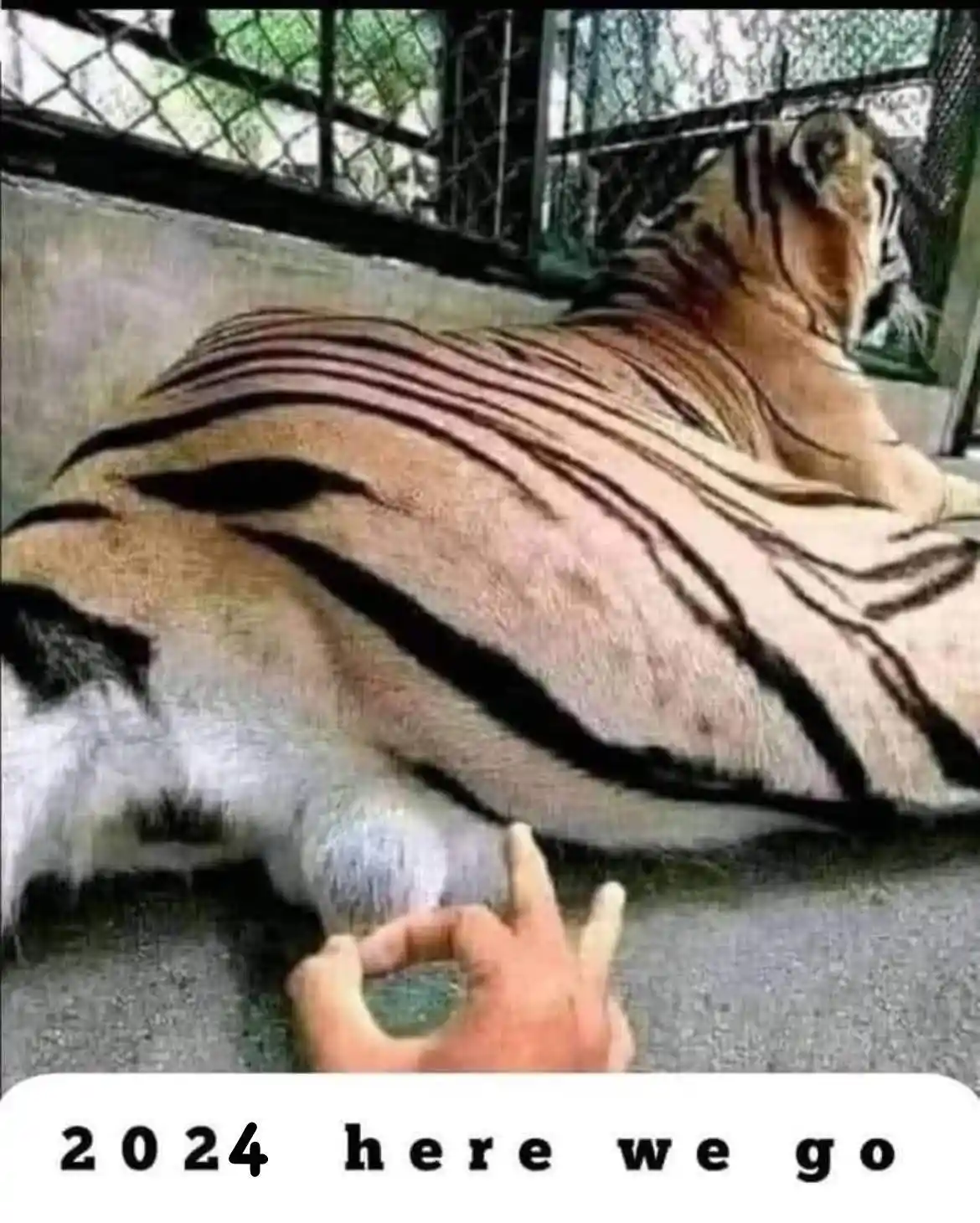 A tiger is lying down in an enclosure, looking relaxed, while a human hand in the foreground makes an 'okay' gesture with…