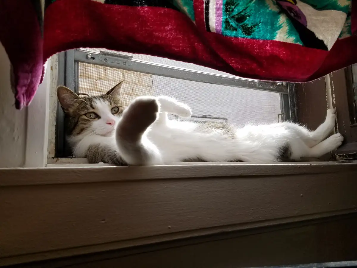 A fluffy white and brown tabby cat is lying on its back on a windowsill, one paw raised as if waving, with sunlight…