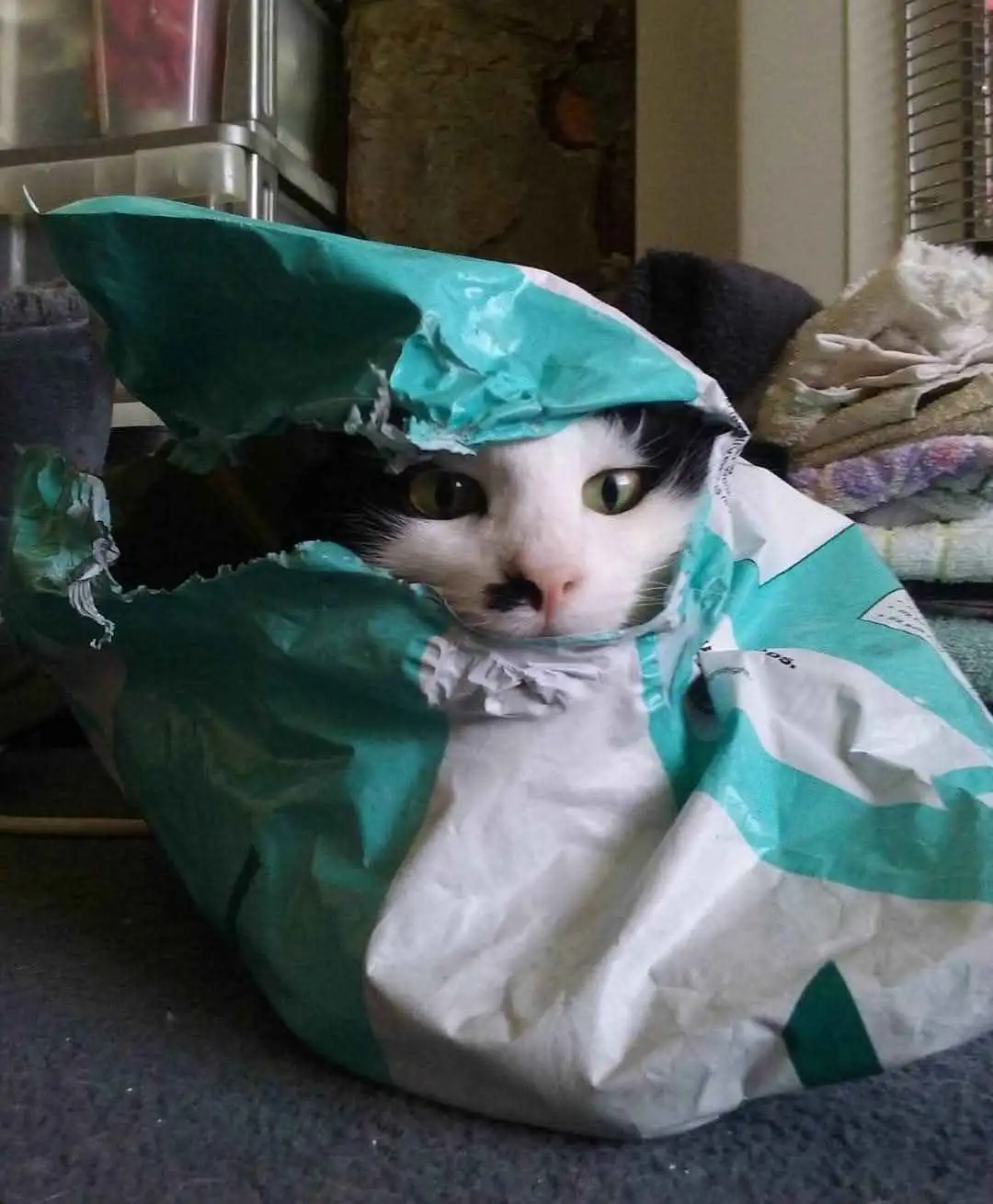 A black and white cat is peeking out from inside a torn teal and white plastic bag, with its face visible through a hole…