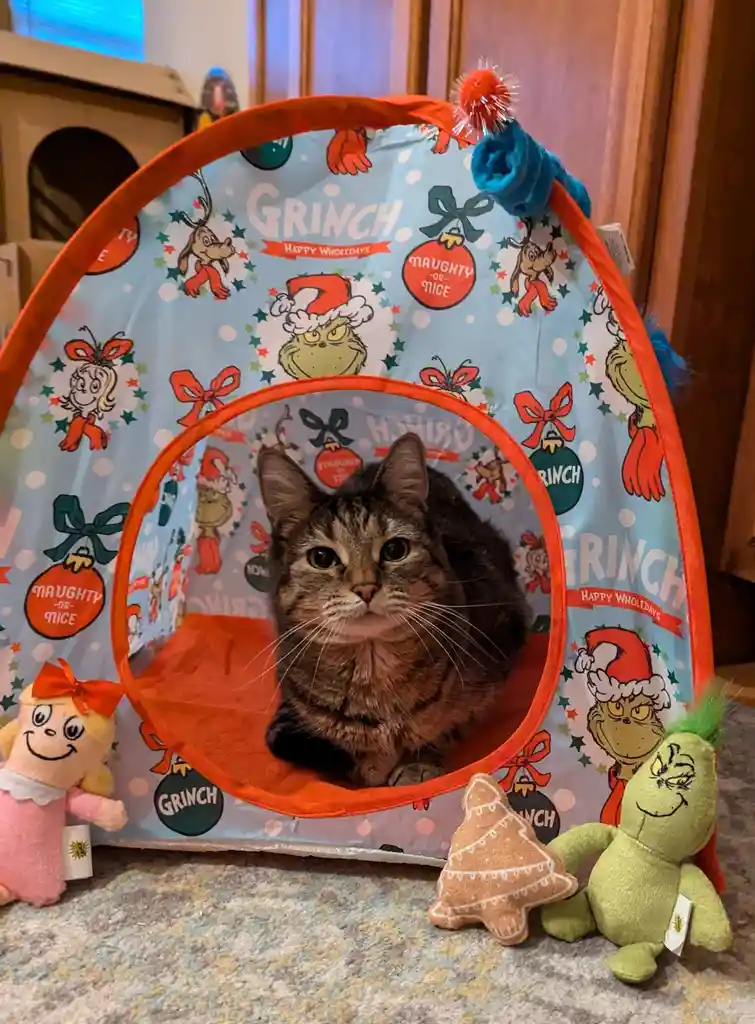 A tabby cat sits calmly inside a pop-up play tent decorated with Dr. Seuss's Grinch holiday theme, featuring images of the…