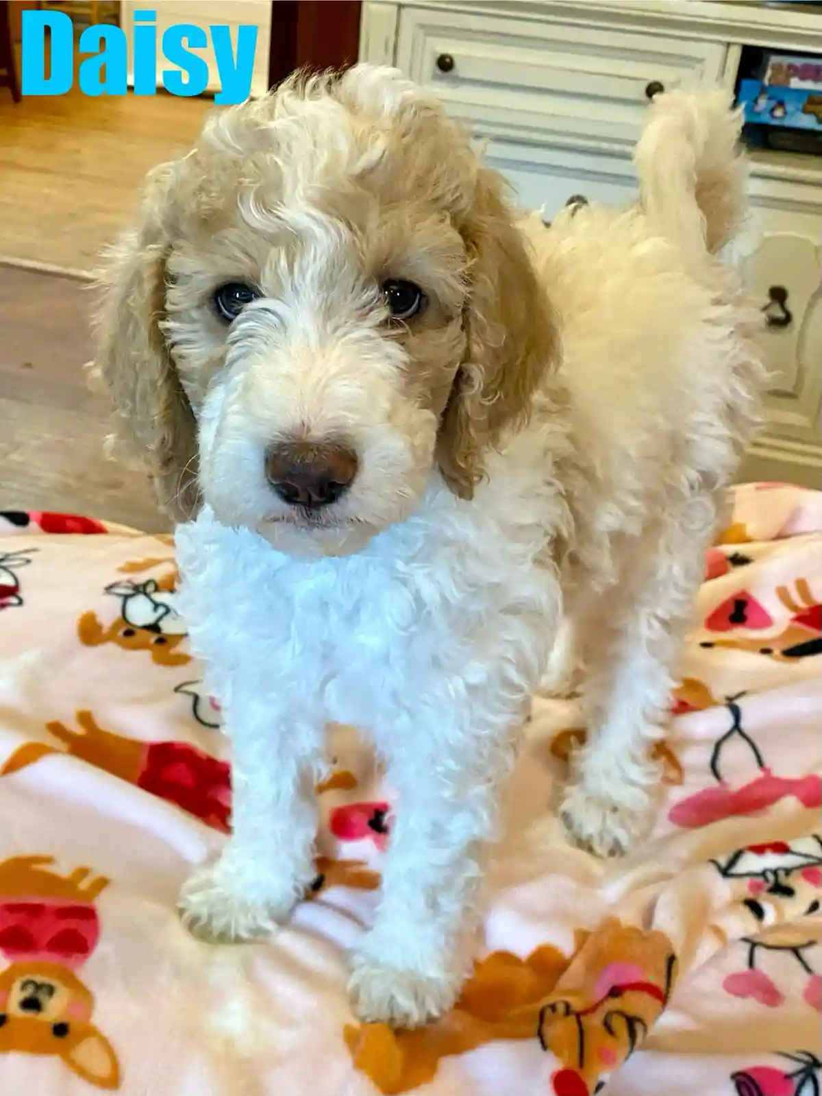 A small, fluffy, light-colored puppy with curly fur and dark eyes stands on a patterned blanket, looking directly at the…