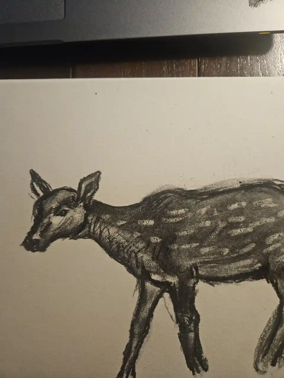 A black-and-white charcoal drawing of a deer on white paper, showing its head, neck, and upper body with spotted markings…