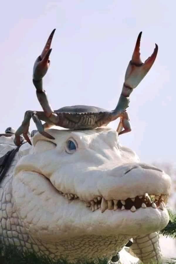 A large, white alligator statue has a live blue crab perched on its snout, with the crab's claws raised upward. The image is…
