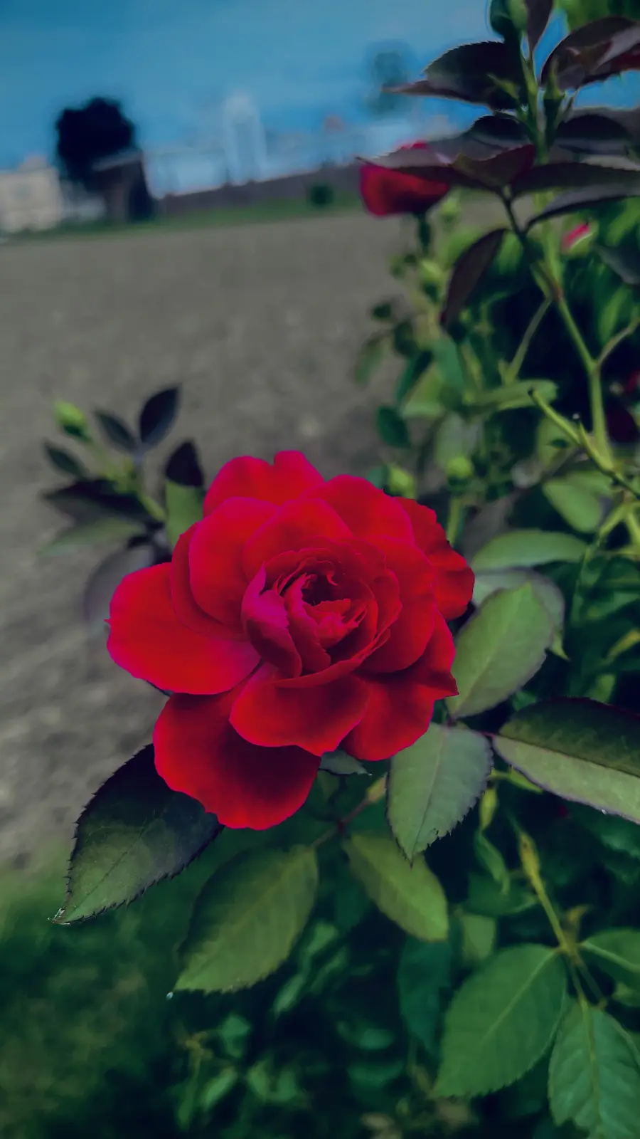 A vibrant red rose in full bloom is the central focus, surrounded by green leaves and stems, with a blurred background…