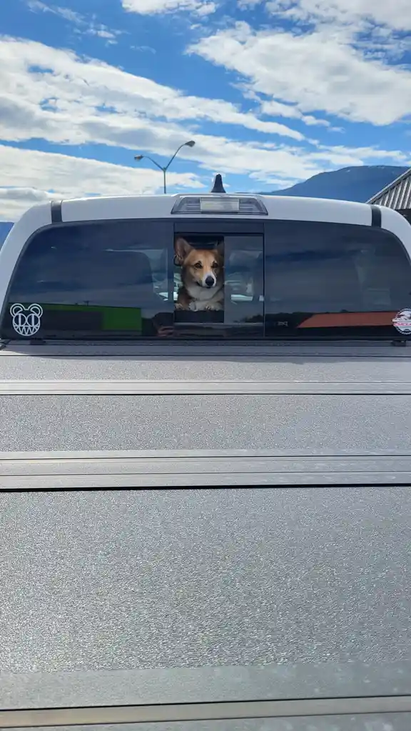 A tan and white corgi is looking out the rear window of a white pickup truck with a silver textured tonneau cover. The dog's…