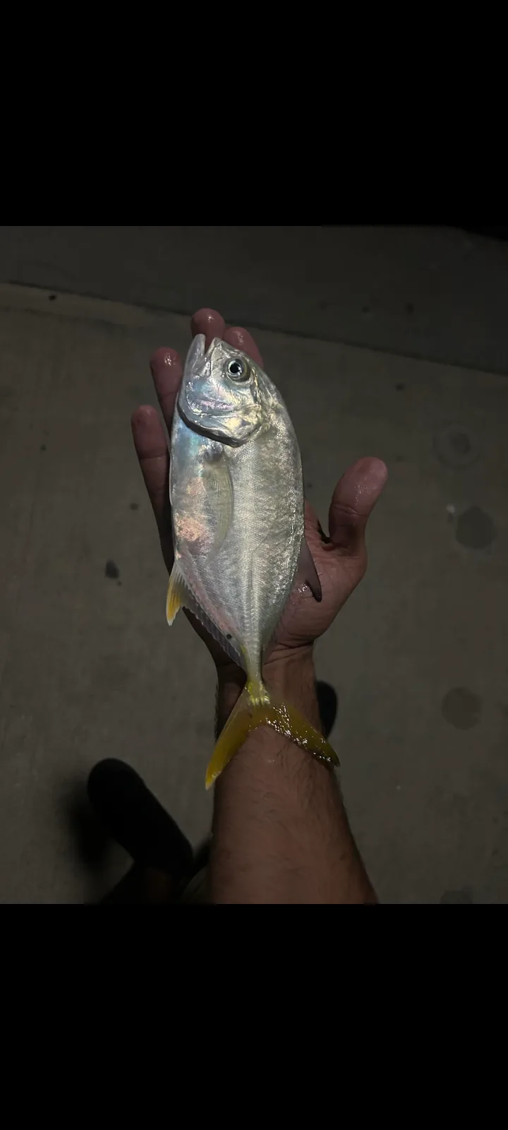 Just a fish, nothing more