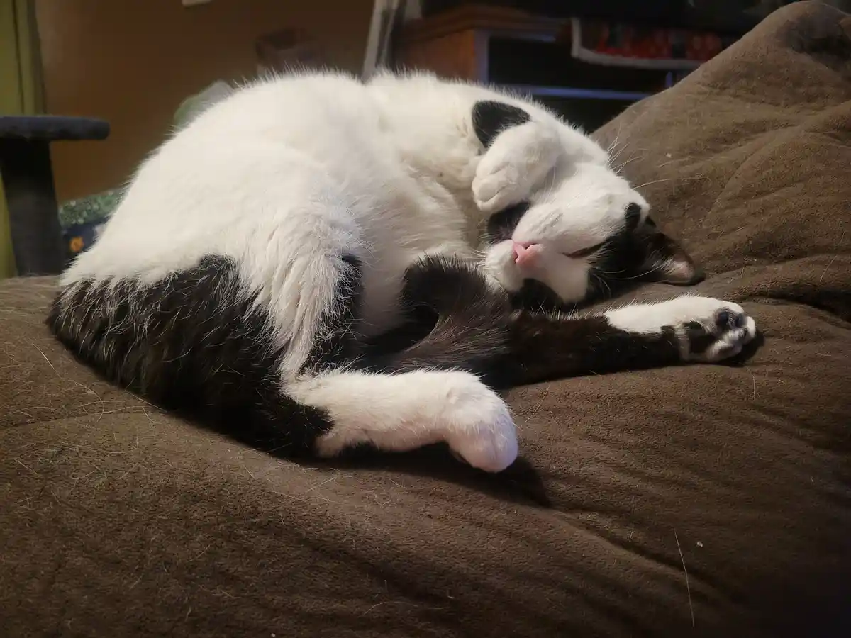 A black and white cat is curled up and sleeping soundly on a brown couch, with one paw covering its face in a relaxed…