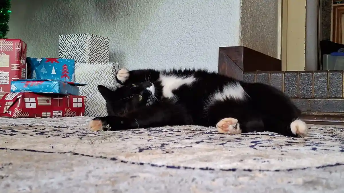 A black and white cat lies sprawled on its back on a patterned rug, paws up, appearing very relaxed. Behind it, several…