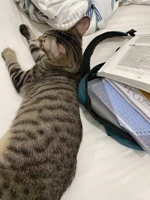 Curious Cat Caught in the Act of Reading