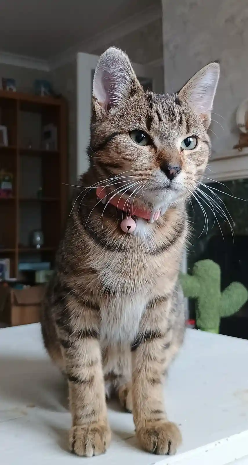 A tabby cat with green eyes and a pink collar stands on a white surface, looking directly at the camera with a serious…