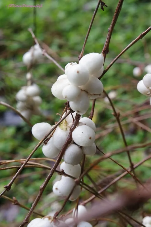 Delightful Snowberries: Nature's Sweet Treat