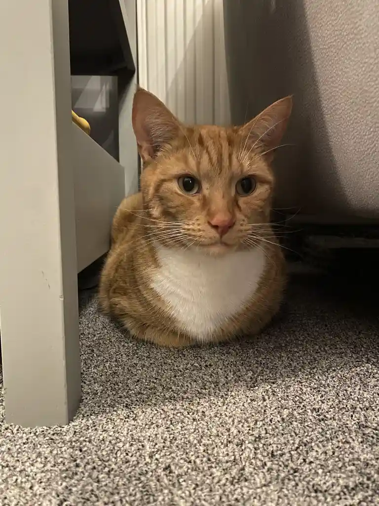 An orange tabby cat with a white chest sits calmly on a gray carpet under a piece of furniture, looking directly at the…
