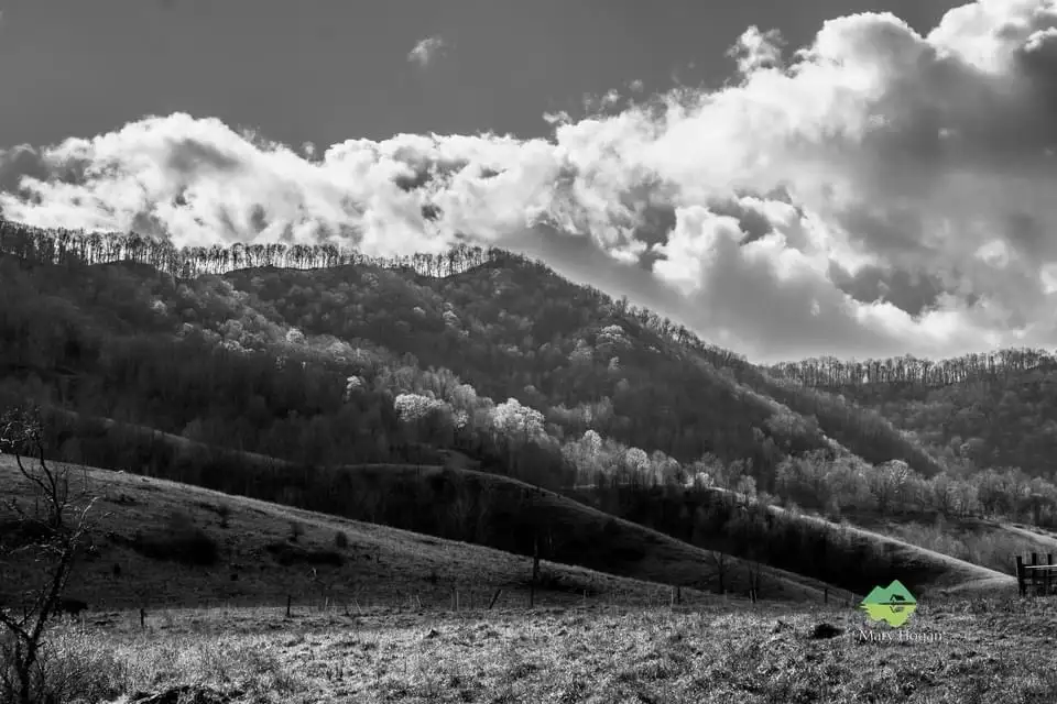 A black-and-white photograph of a rolling, forested hillside under a dramatic cloudy sky, with a small green logo watermark…