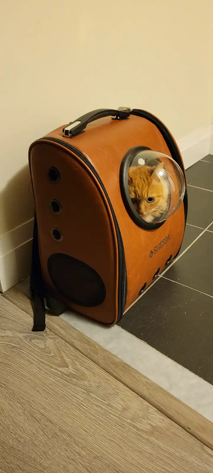 An orange tabby cat peers out from a transparent bubble window on a brown, backpack-style pet carrier branded 'SHERPA'…